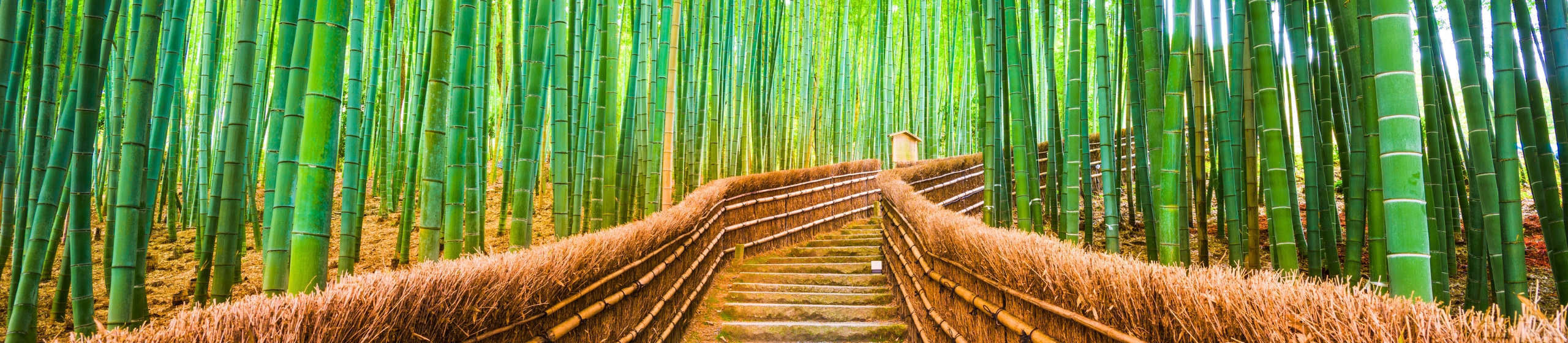 Arishiyama Bamboo Forest pathway in Kyoto, Japan.