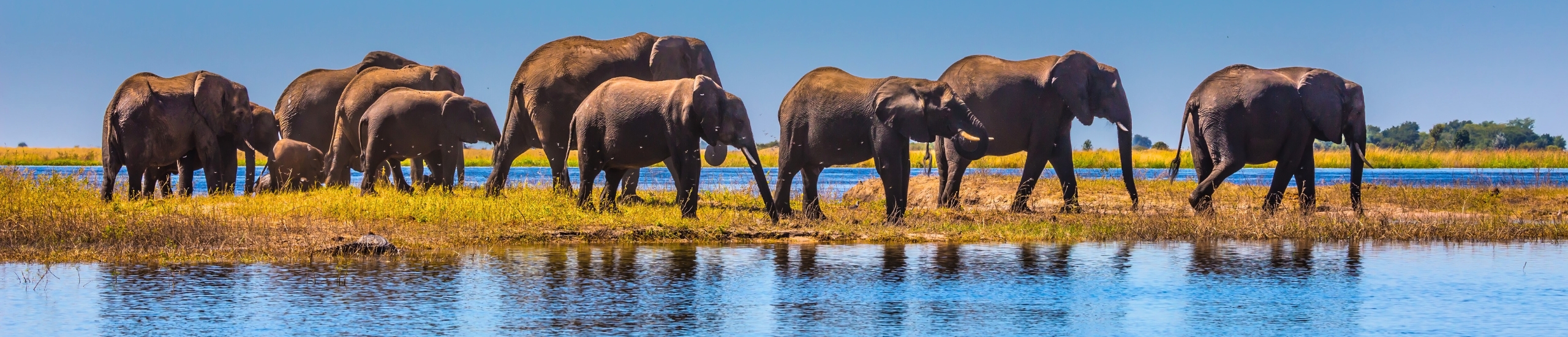 Elephants walking across the African Savannah at sunset